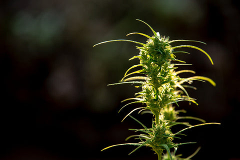 Cómo reconocer la marihuana de calidad